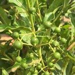 Image result for Kraussia floribunda