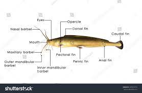 Check spelling or type a new query. Draw And Label A Named Bony Fish Shefalitayal