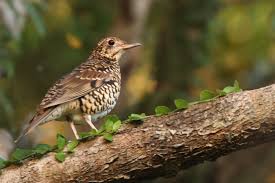 Image result for トラツグミ