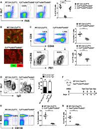 Sqrt, ln, e (use 'e' instead of 'exp'), trigonometric functions: The Akt Isoforms 1 And 2 Drive B Cell Fate Decisions During The Germinal Center Response Life Science Alliance