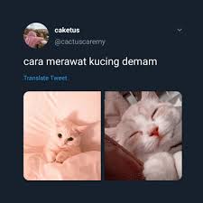 Kucing persia adalah hewan peliharaan yang populer di kalangan keluarga. Sinaran Wanita Bukan Manusia Je Boleh Demam Kucing Pun ÙÙŠØ³Ø¨ÙˆÙƒ