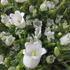 Pretty Little White Campanula Or Canterbury Bells For All Us Old School Flower Folks Florabundanceinc Flowersfromallo White Flowers Flowers Little White