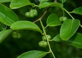 Image result for Margaritaria