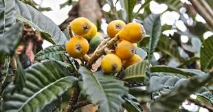 Fruit Reunion Bibasse Bibace Nefle Du Japon Fruit Sucre De La Reunion Legume Exotique La Reunion Fruit De La Reunion