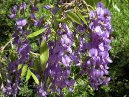 Image result for Bolusanthus