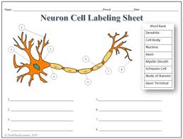 Label animal cell diagram worksheet of human cell coloring page. Neuron Cell Labeling Functions Science Worksheet By Techcheck Lessons