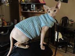 Tips for dressing a 3-month-old sphynx cat