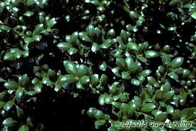 Convexa japanese holly is a handsome evergreen shrub in the aquifoliaceae family. Ilex Crenata Convexa Habit Uiplants