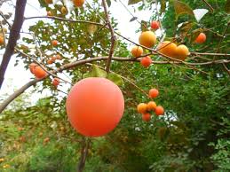 Belajar nama buah buahan untuk anak anak agar lebih mengenal nama buah buahan yang ada disekitar kitamengajarkan kepada anak kita tentang manfaat dari buah. Nama Buah Buahan Home Facebook