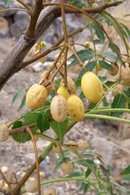 Image result for Lepidotrichilia volkensii