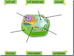 Check spelling or type a new query. Plant Animals Cells Powerpoint 1 1 1 1