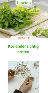 Pin Auf Krauter