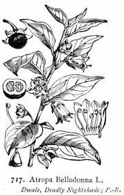 Choose your favorite poisonous drawings from 137 available designs. Pin On Plants And People