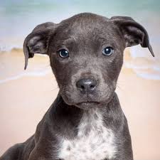 Welcome to safe haven animal rescue, open your heart and home to a new friend. Adopt Safehaven Humane Society
