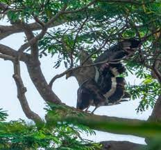 Crested Serpent Eagle Singapore Bird Group