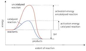 Reaction Rates Chemical Equilibrium Role Catalysts Catalyst
