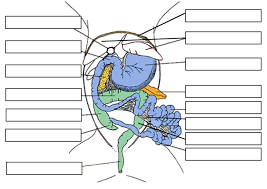 Include that the liver was very large the cat include. Cat Dissection Guide Biology Libretexts