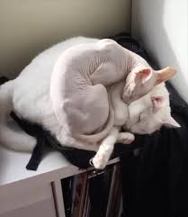 May I Borrow Some Of Your Furssssss Video In 2020 Cute Animals Funny Animal Videos Cat Breeds