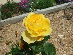 In the late 1940s, lowell thomas led a mule caravan into forbidden tibet just before the chinese invaded. Rose Rosa Lowell Thomas In The Roses Database Garden Org