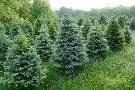 Check spelling or type a new query. Noel Quand Faut Il Acheter Son Sapin