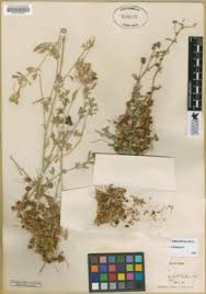 Image result for Cuscuta approximata
