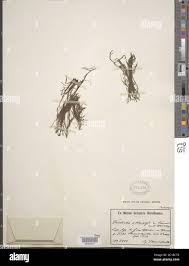 Image result for Tristicha