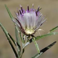 Image result for Dicoma anomala