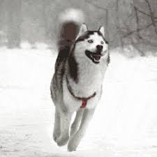 Discover Share This Dog Gif With Everyone You Know Giphy Is How You Search Share Discover And Create Gifs Funny Dog Videos Kittens And Puppies Crazy Dog This is the kind of smile you want to send to your family or. dog gif with everyone you know giphy
