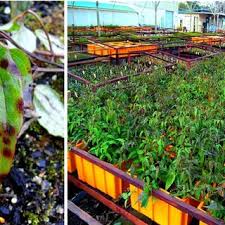 Maybe you would like to learn more about one of these? Leaf Lesions On Clematis Pubescens Left Caused By Phoma Clematidina Download Scientific Diagram