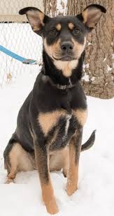 Black And Tan Kelpie Lab Mix Adopt Muffin On Petfinder Doberman Pinscher Doberman Mix Cute Funny Dogs