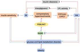 Unusually high shbg levels can be. Sex Hormone Binding Globulin And Polycystic Ovary Syndrome Sciencedirect