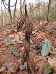 Seed Pods Of Putty Root Orchid Aka Adam Eve Orchid Aplectrum Hyemale Seed Pods Orchids Adam And Eve