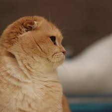 Beauty Is In The Eyes Of The Person Who Loves Another Catofday Catsofinstagram Wondercat Goldencats Scottishfoldcats Scottishfold Catoftheworld Ca Kedi