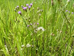 Image result for Vernonia cinerea