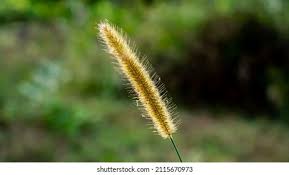 Image result for Cenchrus purpureus