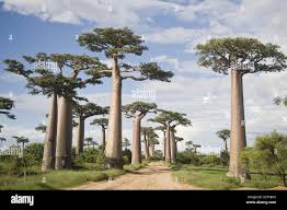 Image result for Adansonia digitata
