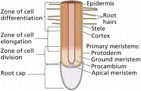 The similarity in root cell type patterns and the primary function of roots in water acquisition, mineral transport and anchoring of the plant suggest a similar plant roots are morphologically simple with similar radial and longitudinal cell type organization, and many morphologically similar cell types. Plant Structure