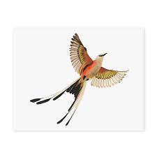 Birds Native To Oklahoma The Native Bird Of Oklahoma In Flight Signed Print Of Hand Painted Illustration By Leana Fischer Ready To Frame In 8 X 10 Or 11 X 14 Printed Decoracao