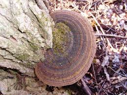 Image result for Phellinus rimosus