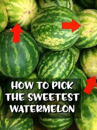 More images for how to pick watermelon from garden » How To Pick The Sweetest Watermelon Every Single Time Crafty Morning Sweet Watermelon Picking Watermelon Watermelon