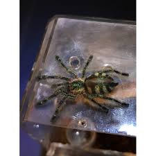 Special thanks to eighth element for letting us be apart of this rehousing. My Ybyrapora Diversipes Sling Tarantulas