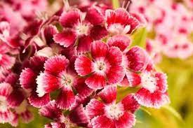 The flowers are purple or light pink in color that blooms at night and are closed during the heat of it is the most common plant of the mojave and sonoron deserts that grow as a low, roundish the ocotillo prefers to grow in the sonoran and chihuahuan deserts of southeast california to west texas and. Best Flowers To Plant In North Texas Top 5 Blooming Flowers