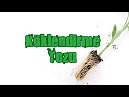 Bitki Koklendirme Tozu Nasil Yapilir Youtube Bitki Etli Yaprakli Bitki Bahcesi Etli Yaprakli Bitkiler