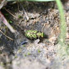 Image result for Lepidagathis eriocephala