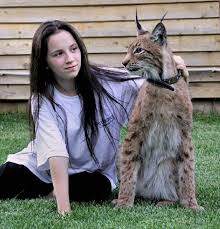 Domesticated Lynx Lynx Cross Bred W Domestics Cats Pets Lynx