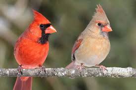 Find images of red cardinals. Featured Birds Northern Cardinals