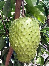 Image result for Annona muricata