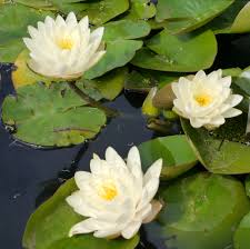 Image result for Nymphaea divaricata