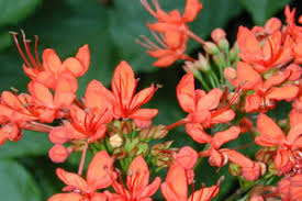 Image result for Clerodendrum splendens