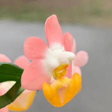 Profile for Hsing-yun Tsai